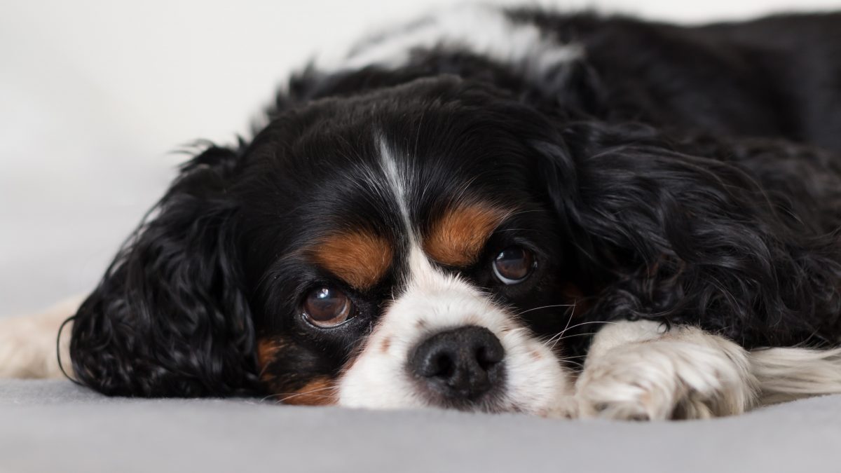 Sad looking Tricolour Cavalier