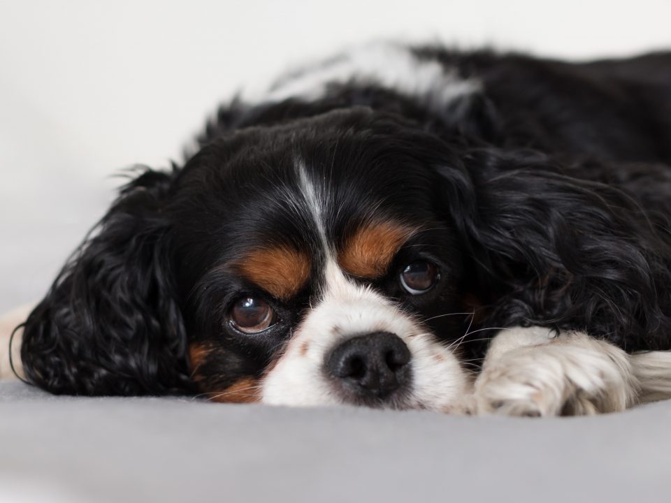 Sad looking Tricolour Cavalier