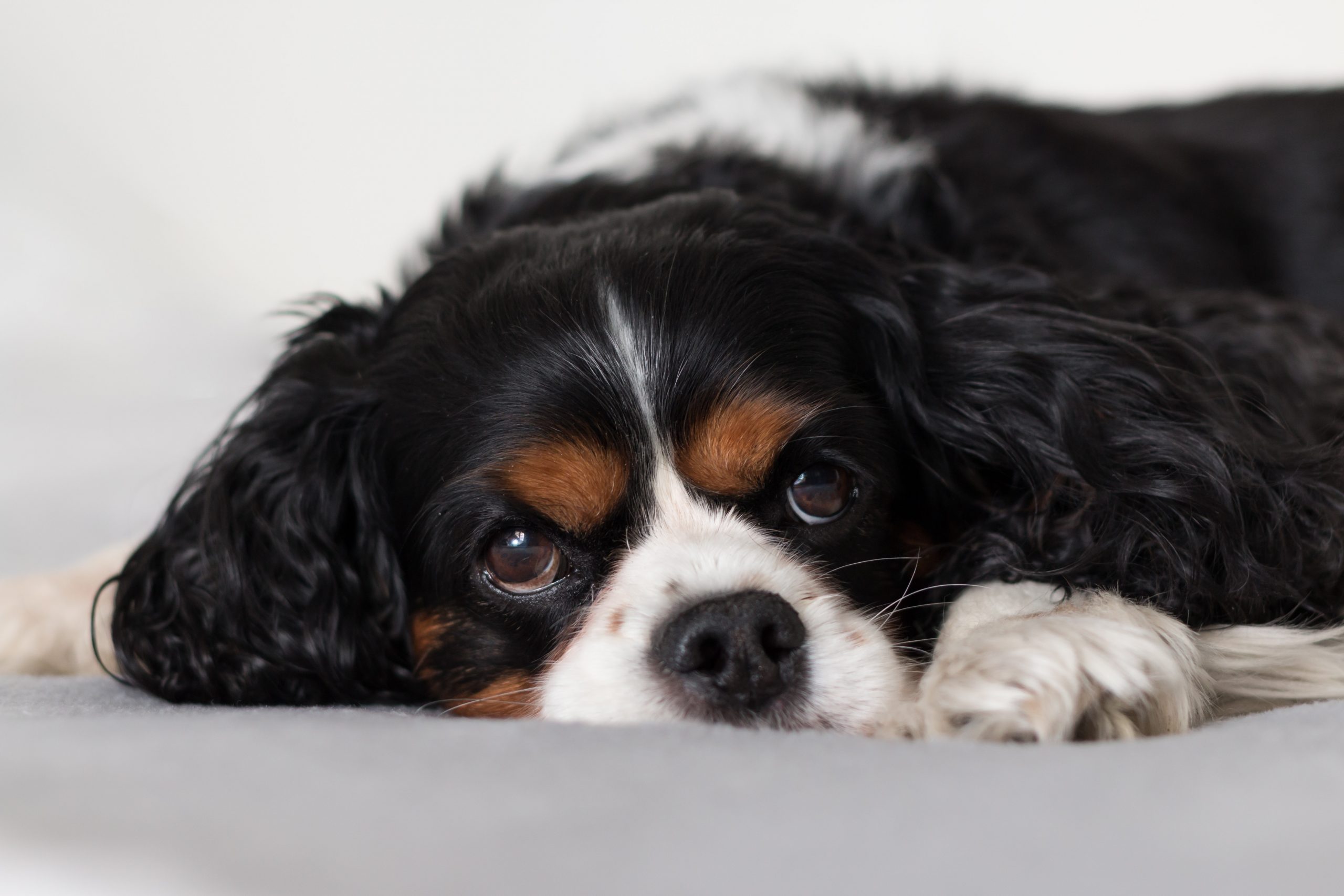 Sad looking Tricolour Cavalier