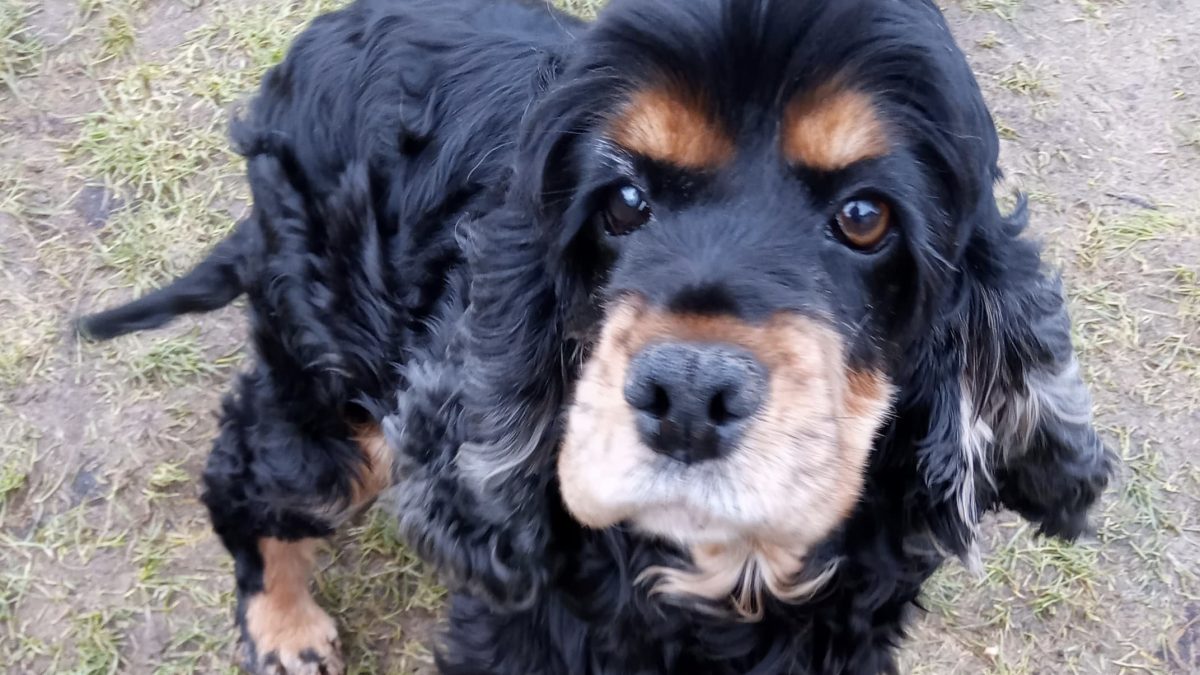 Jess beautiful Cocker Spaniel on grass