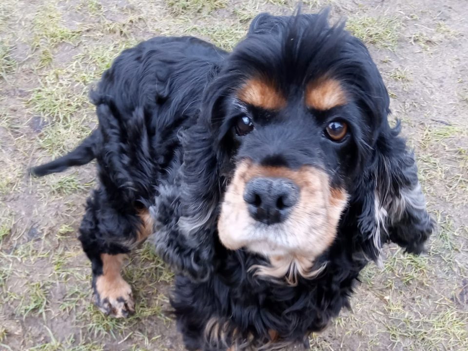 Jess beautiful Cocker Spaniel on grass