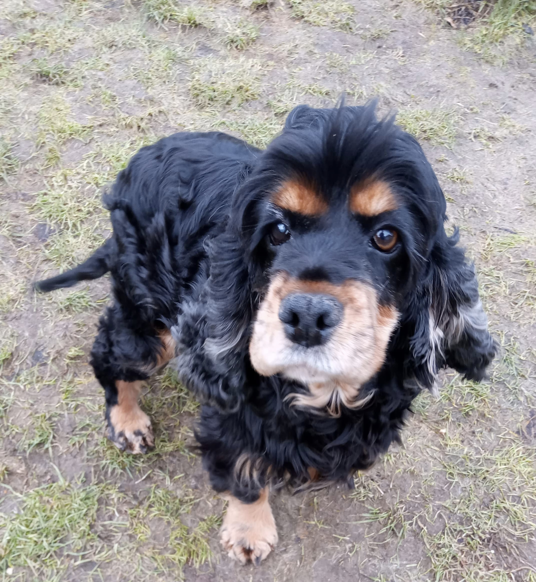 Jess beautiful Cocker Spaniel on grass