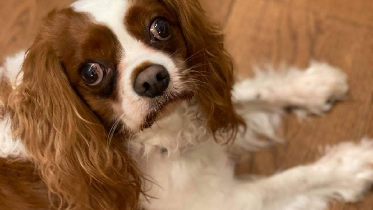 Rocky Blenheim Cavalier King Charles