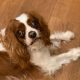 Rocky Blenheim Cavalier King Charles