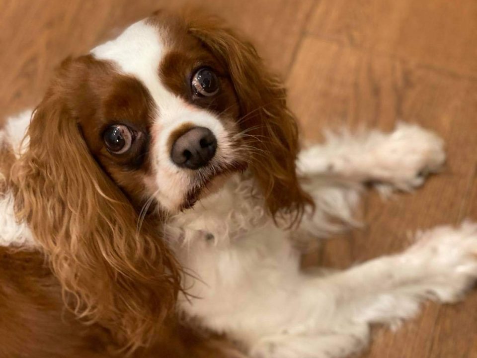 Rocky Blenheim Cavalier King Charles