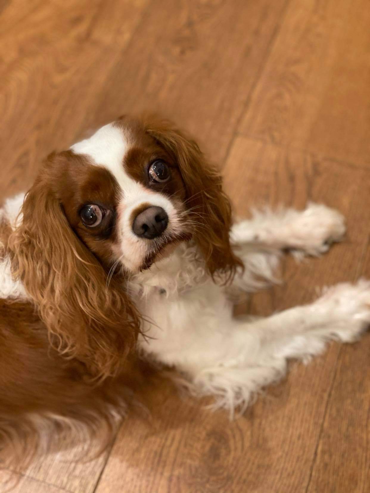 Rocky Blenheim Cavalier King Charles