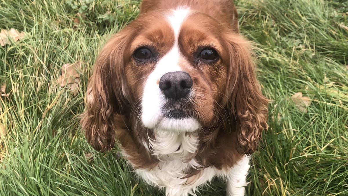 Starla Blneheim Cavalier on grass