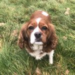 Starla Blneheim Cavalier on grass