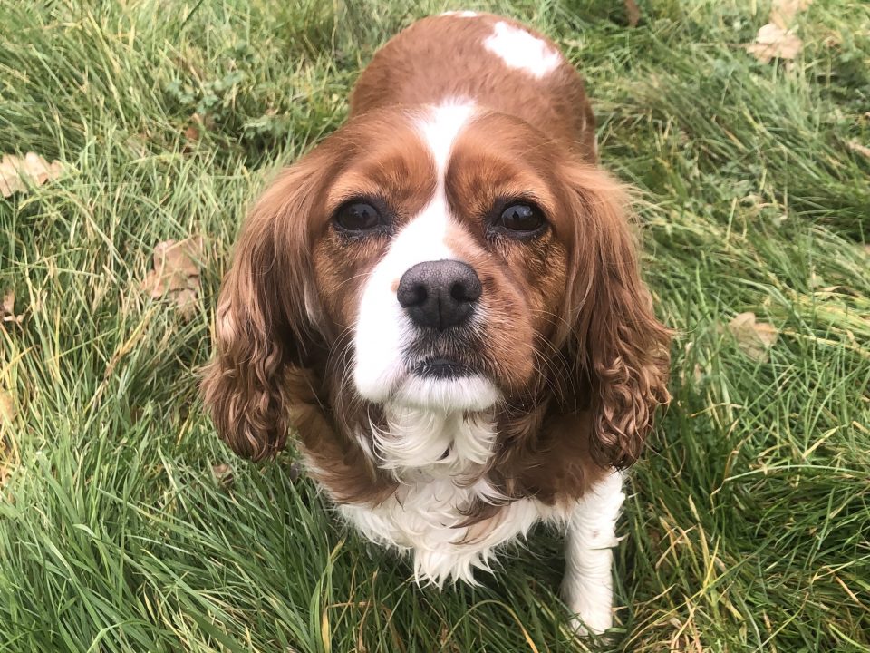 Starla Blneheim Cavalier on grass