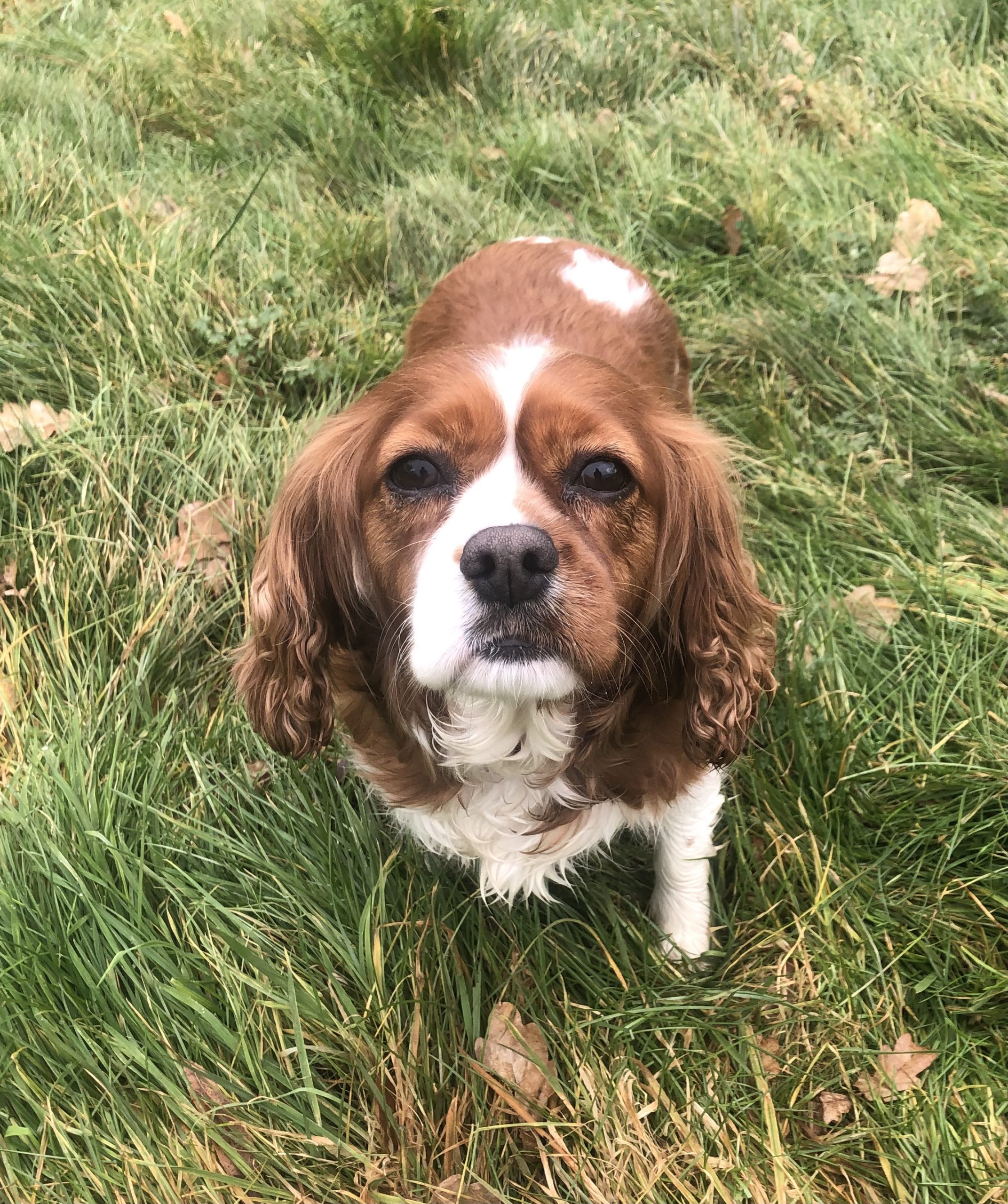 Starla Blneheim Cavalier on grass