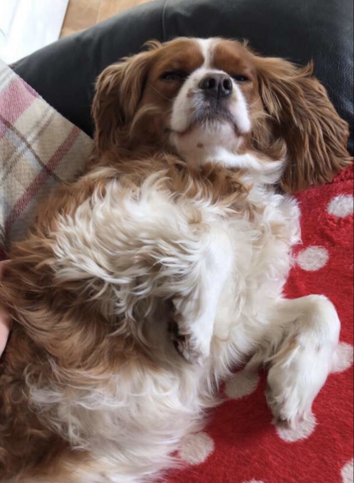 Woody Blenheim Cavalier
