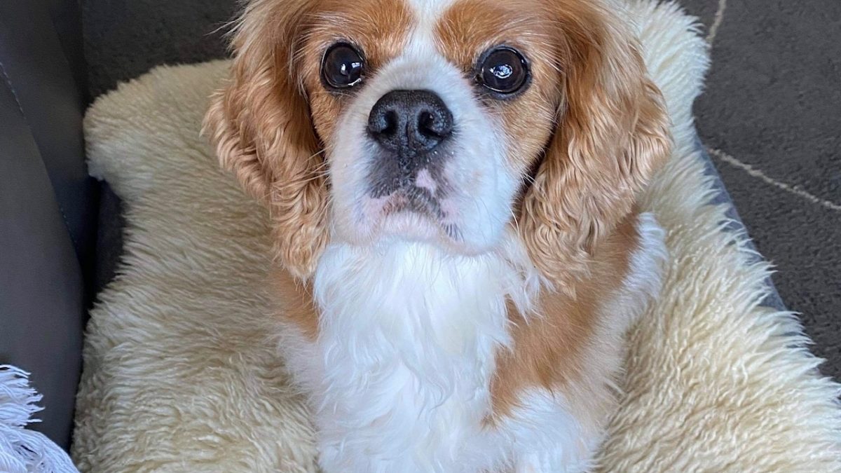 Henry Blenheim rescue Cavalier