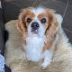 Henry Blenheim rescue Cavalier