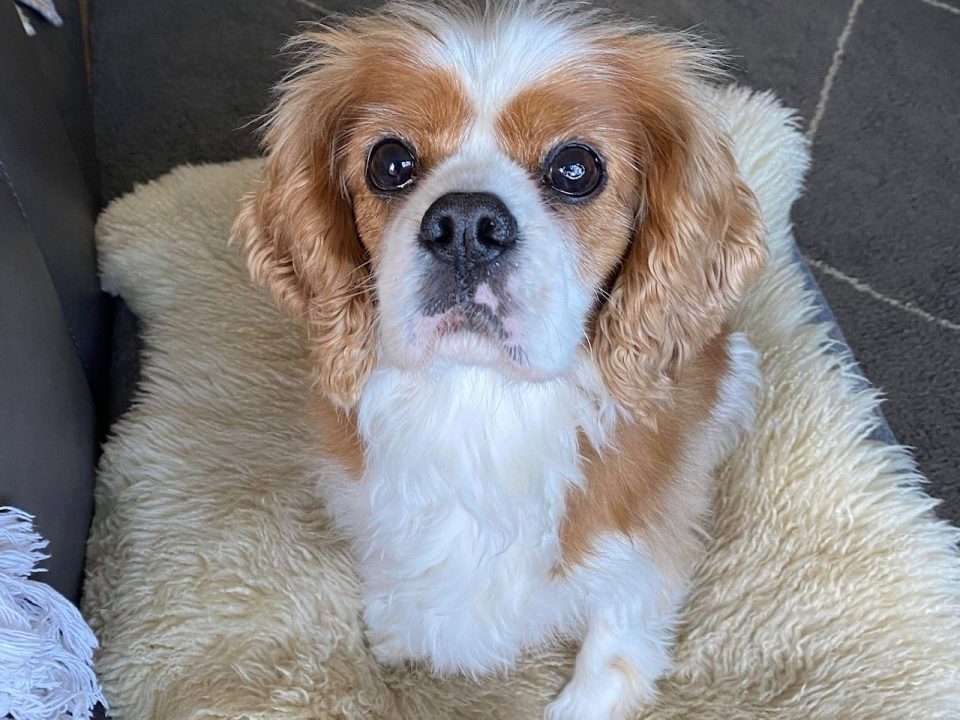 Henry Blenheim rescue Cavalier