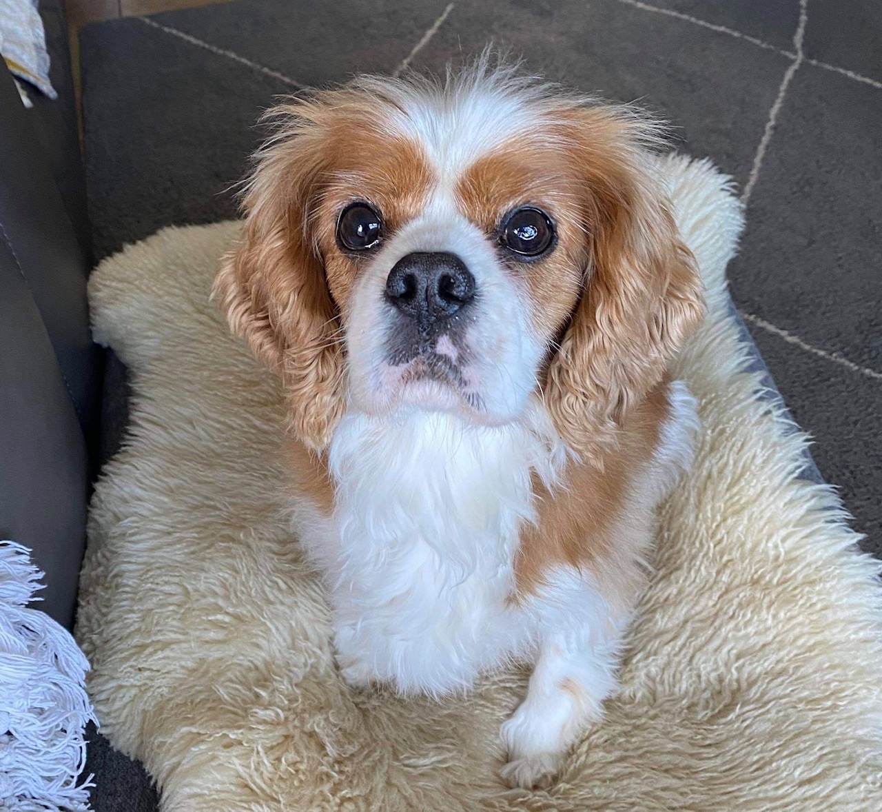 Henry Blenheim rescue Cavalier