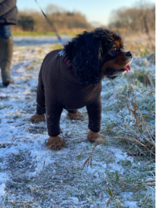 Murph on his walk in the snow