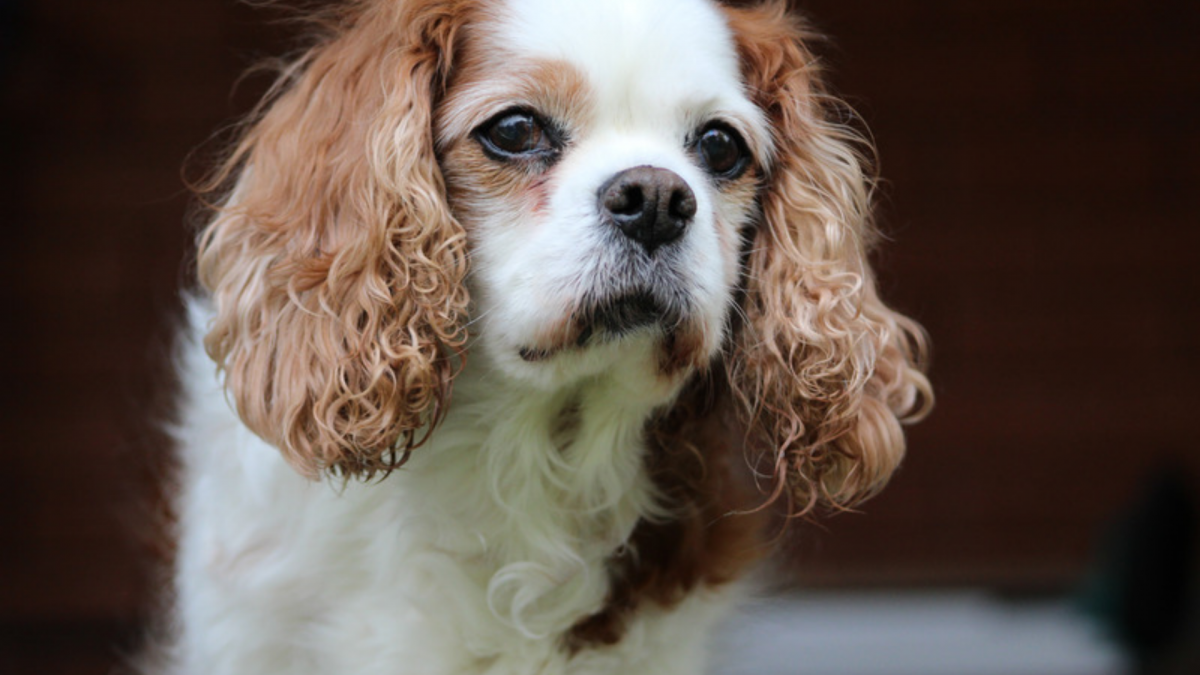 Curious looking Cavalier King Charles Spaniel