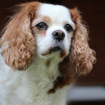 Curious looking Cavalier King Charles Spaniel