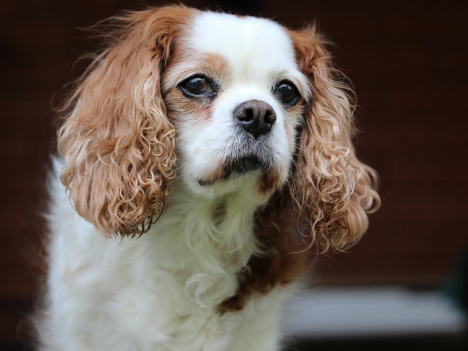 Curious looking Cavalier King Charles Spaniel