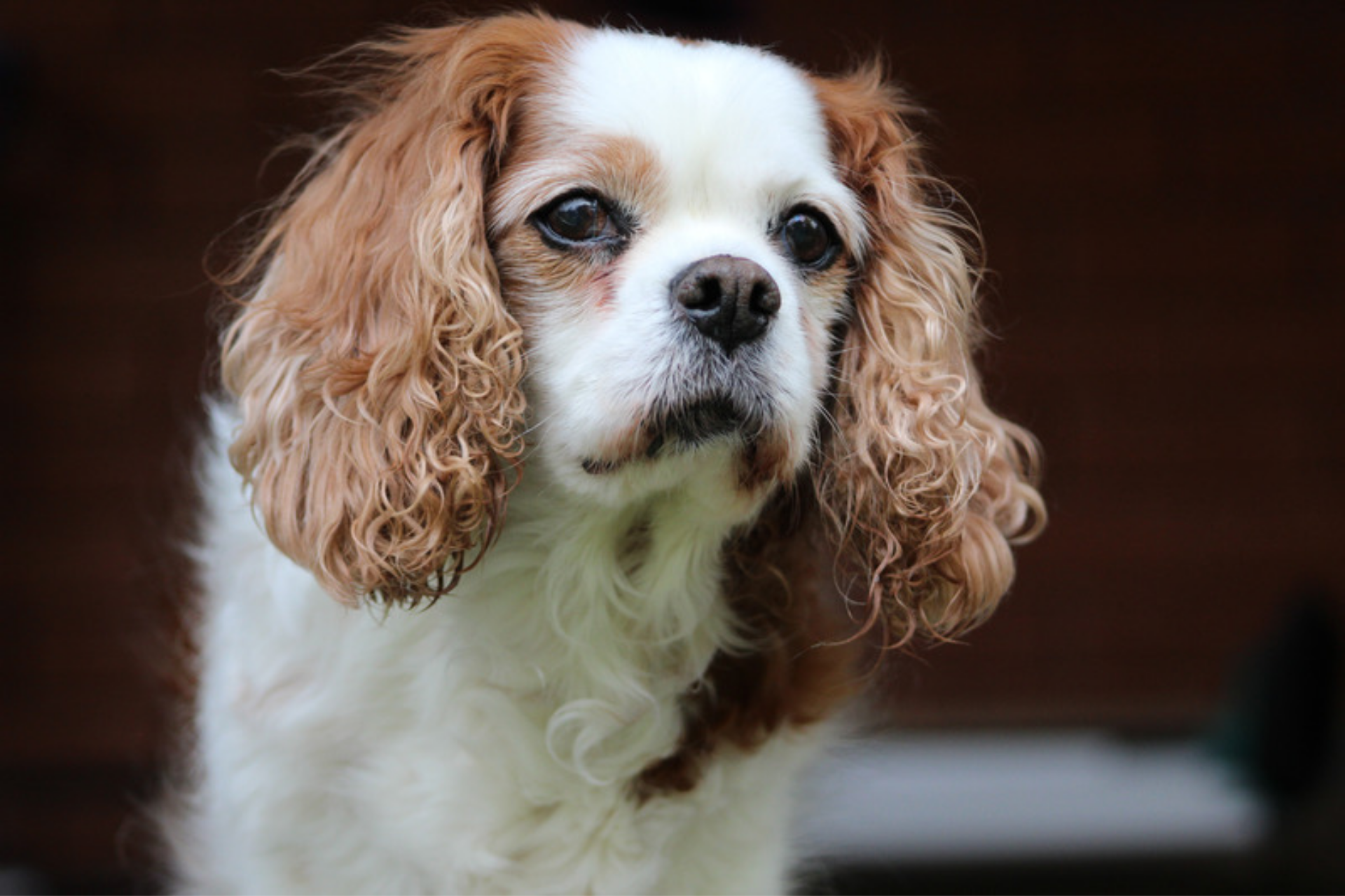 Curious looking Cavalier King Charles Spaniel