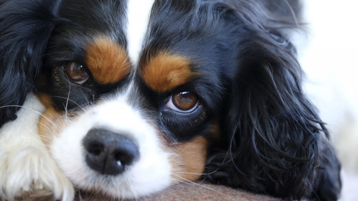 Tricolour Cavalier looking sad