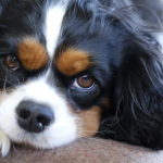 Tricolour Cavalier looking sad