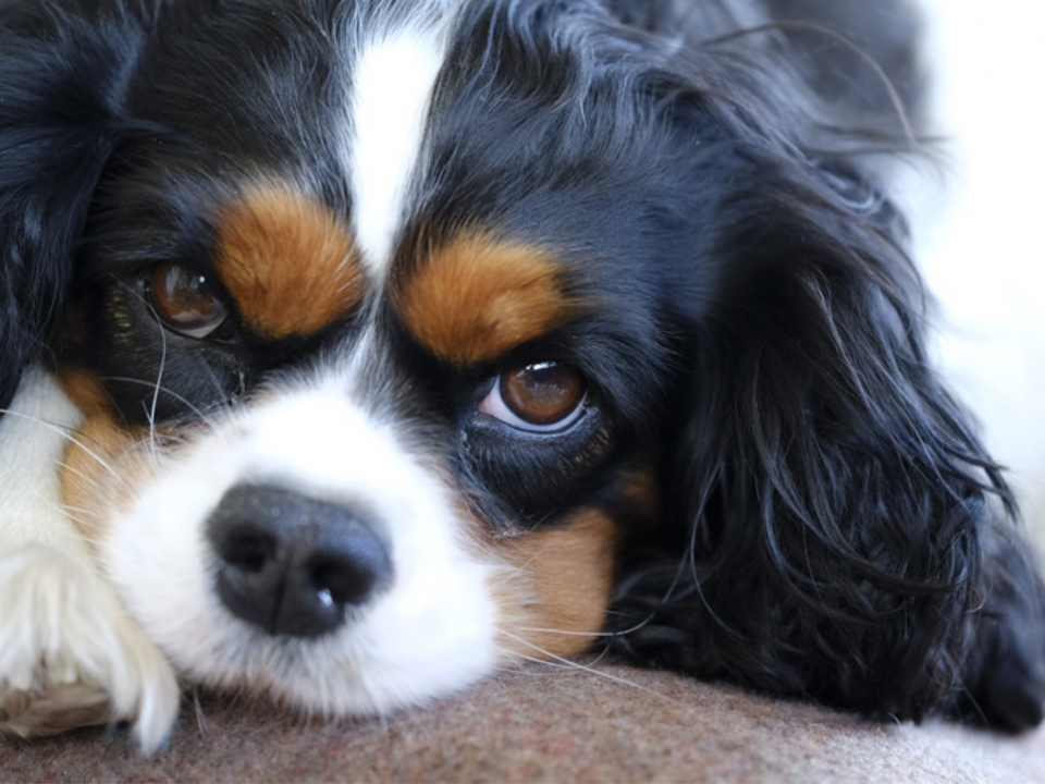 Tricolour Cavalier looking sad