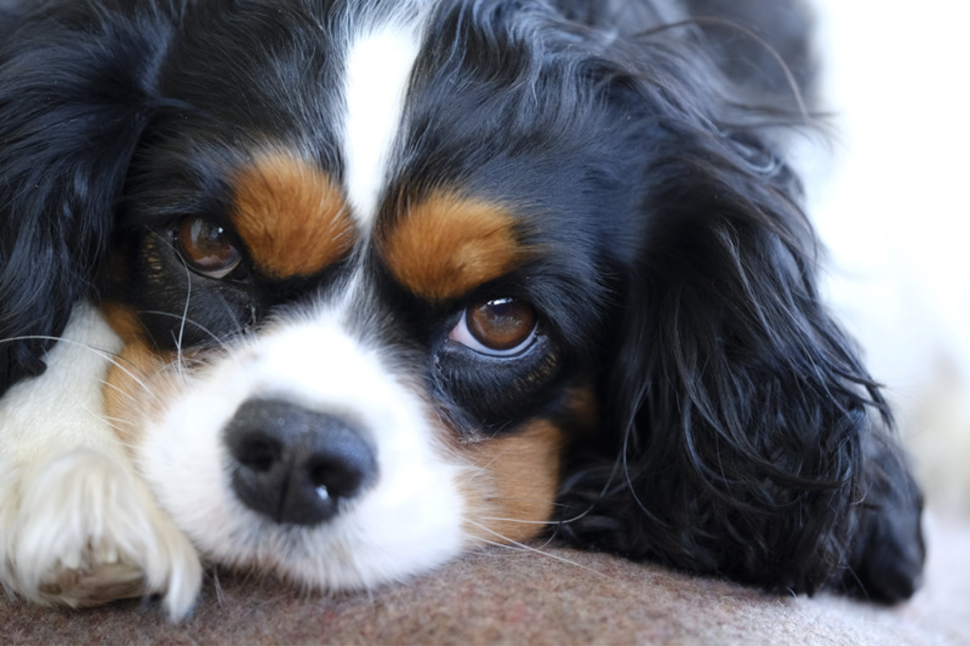 Tricolour Cavalier looking sad