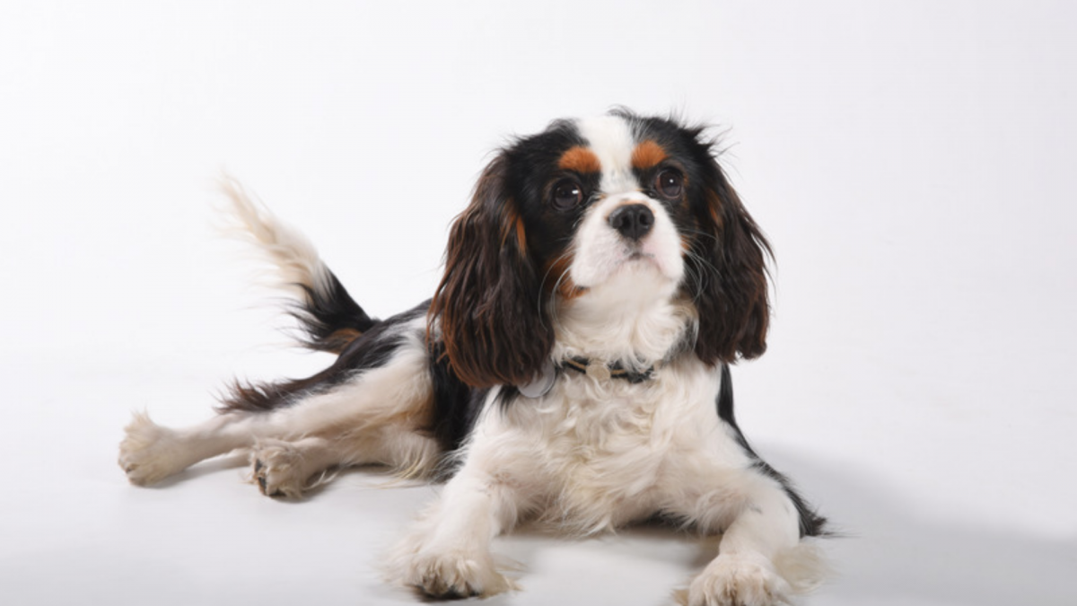 Tricolour Cavalier King Charles Spaniel