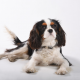 Tricolour Cavalier King Charles Spaniel