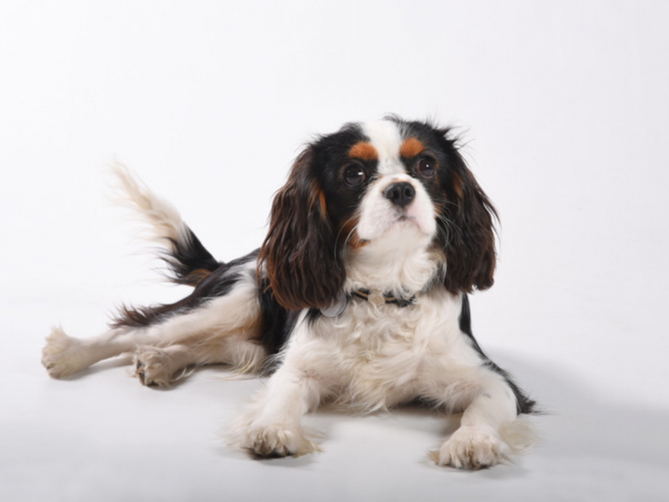 Tricolour Cavalier King Charles Spaniel