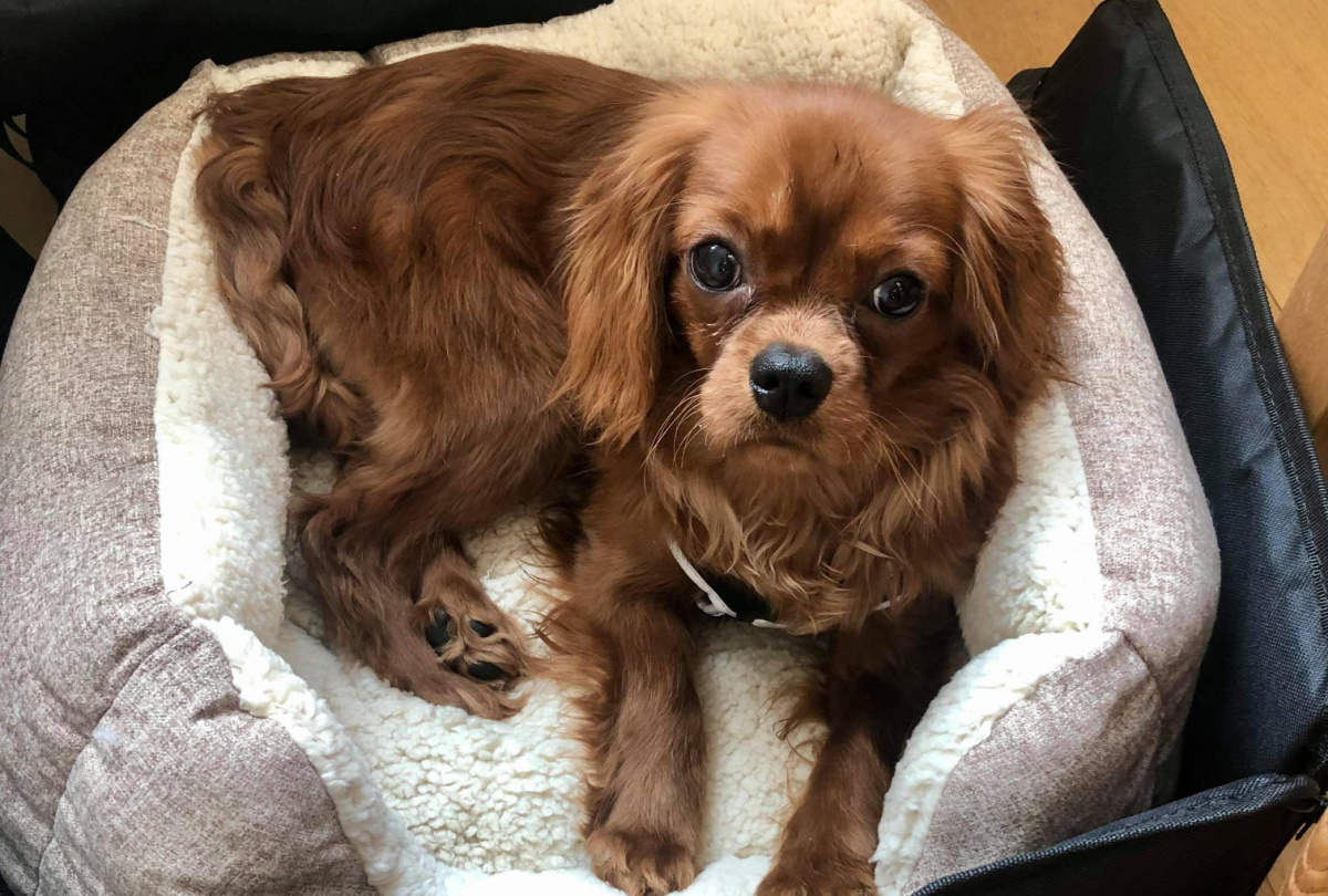 Leo Ruby Cavalier puppy