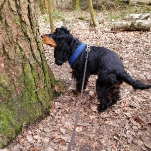 Eira sniffing a tree in the woods