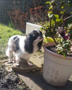 Adopted Milly in the garden