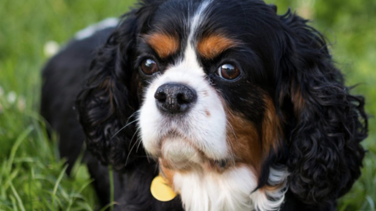 Tricolour Cavalier on grass