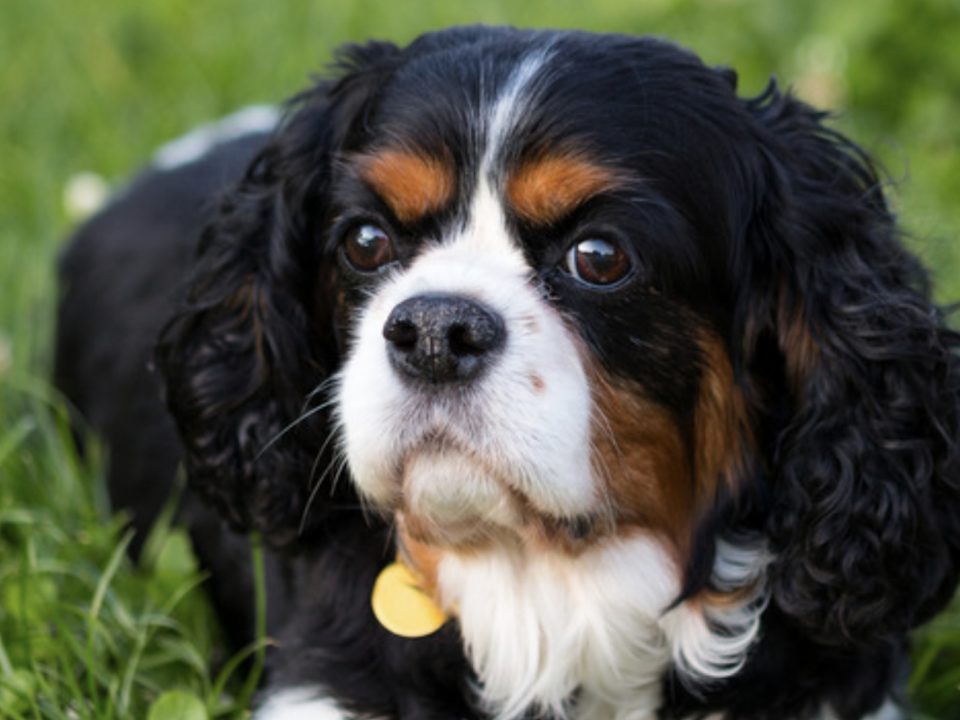 Tricolour Cavalier on grass