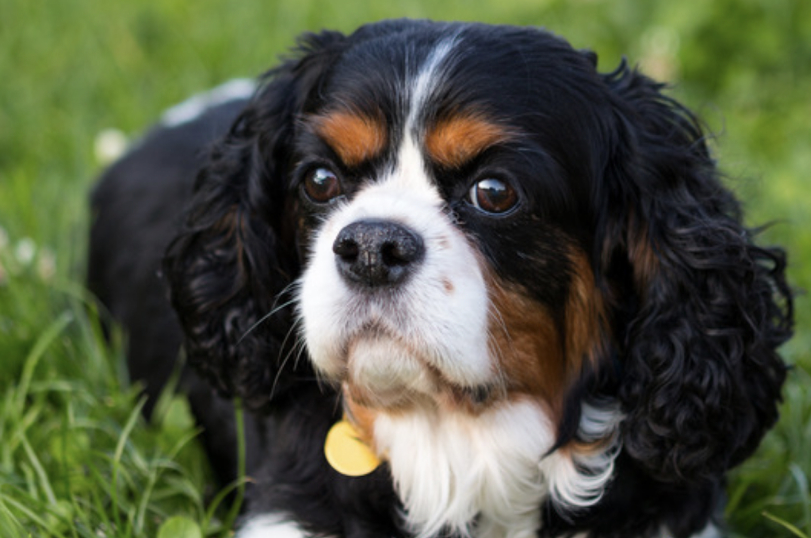 Tricolour Cavalier on grass