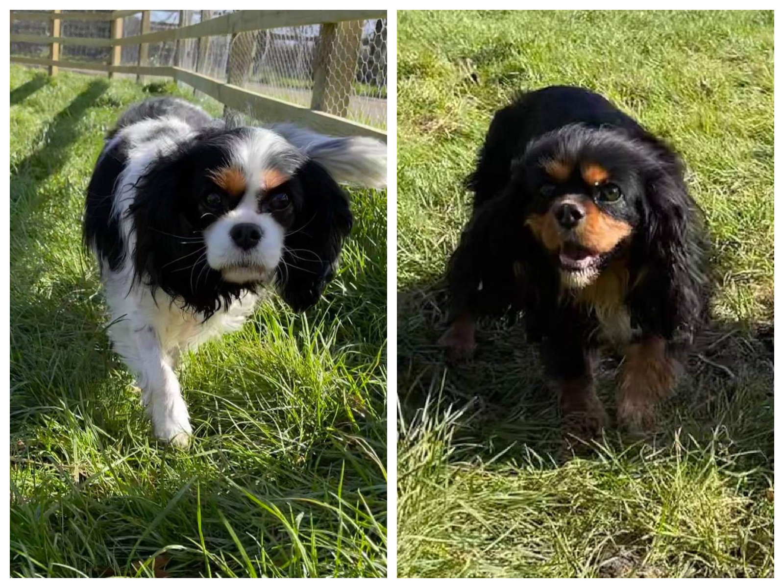 Gracie and Lily Cavaliers outdoorson grass
