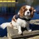 Charlie Blenheim Cavalier King Charles