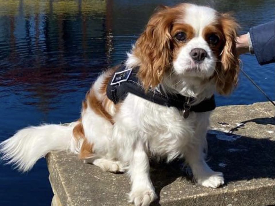 Charlie Blenheim Cavalier King Charles