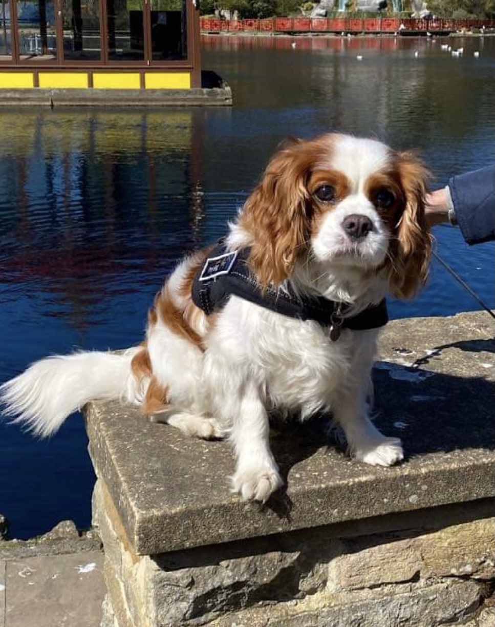 Charlie Blenheim Cavalier King Charles