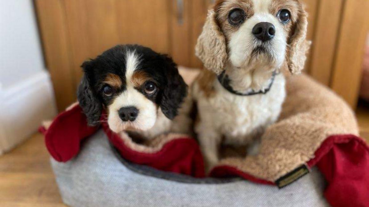 Gracie and Louis Cavaliers in their bed