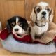 Gracie and Louis Cavaliers in their bed