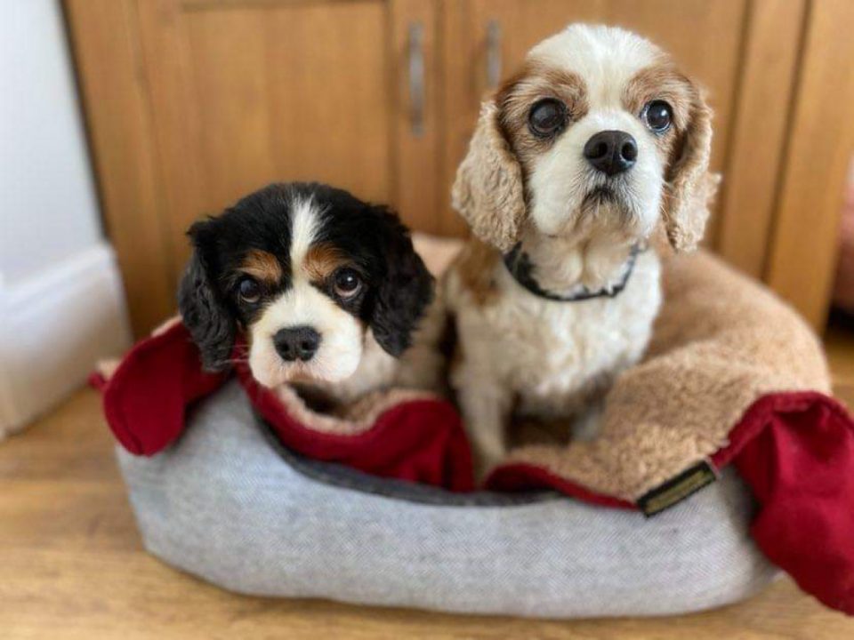 Gracie and Louis Cavaliers in their bed