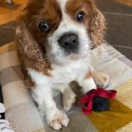 Jasper Blenheim Cavalier sitting on sofa