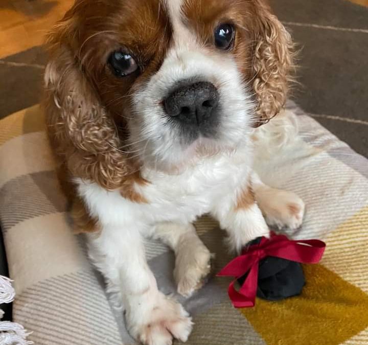 Jasper Blenheim Cavalier sitting on sofa