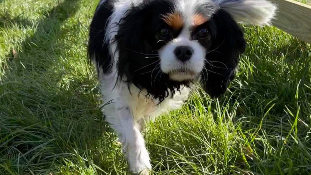 Lily Blossom Tricolour Cavalier walking on grass