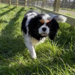 Lily Blossom Tricolour Cavalier walking on grass