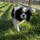 Lily Blossom Tricolour Cavalier walking on grass