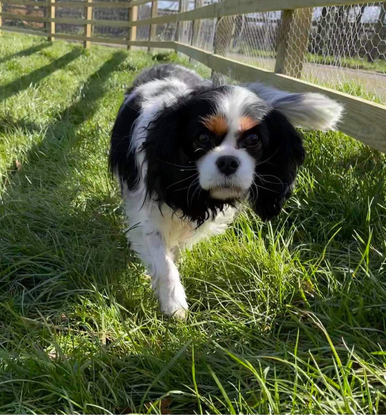 Lily Blossom Tricolour Cavalier walking on grass